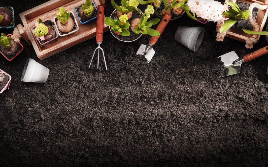 Benefits of and Tips for Gardening in Houston