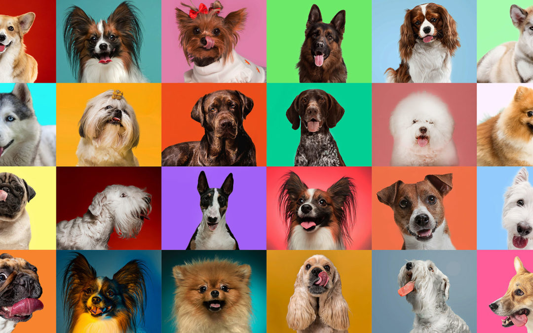 Friends with Benefits: Adopting a Pet