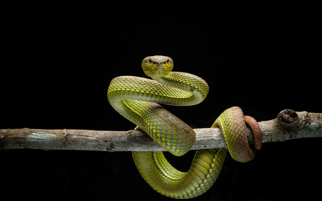 Snake Bites: Should You Be Concerned?